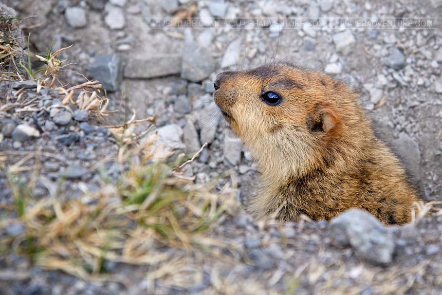 Marmot, Ladakh