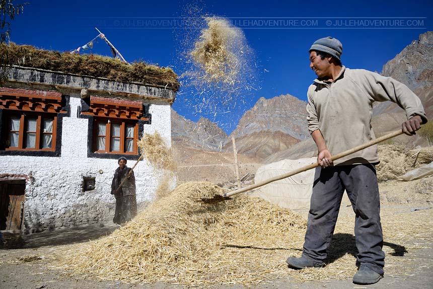 Harvest in a village of Zanskar, Ladakh