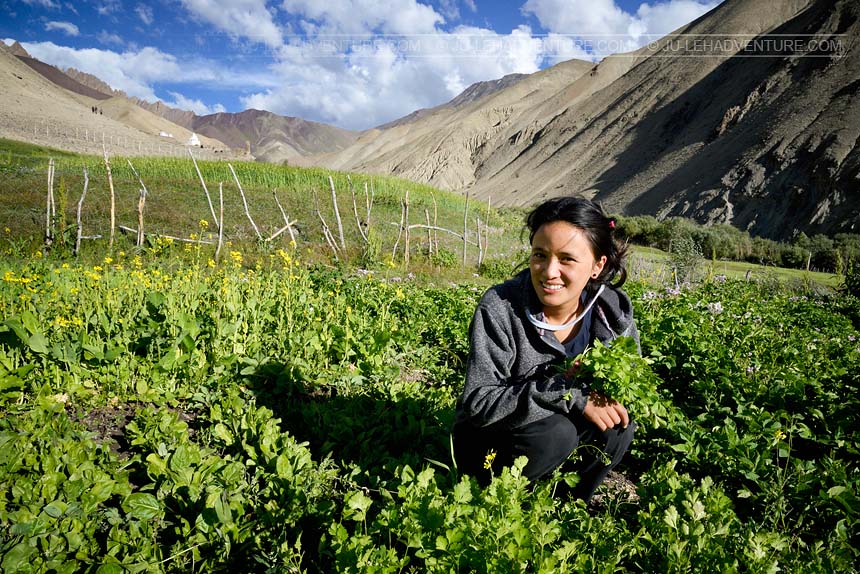 Girl working in the fields, in Hemis National Park, Ladakh