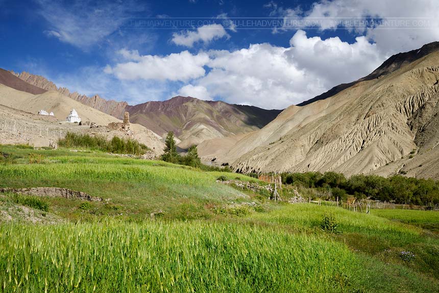 Champs verts dans la vallée de la Markha, Ladakh