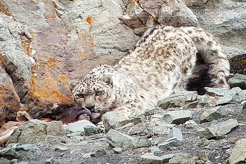 Wildlife of Ladakh: 20 mammals & birds - Ju-Leh Adventure Wildlife of Ladakh: 20 mammals & birds - Ju-Leh Adventure