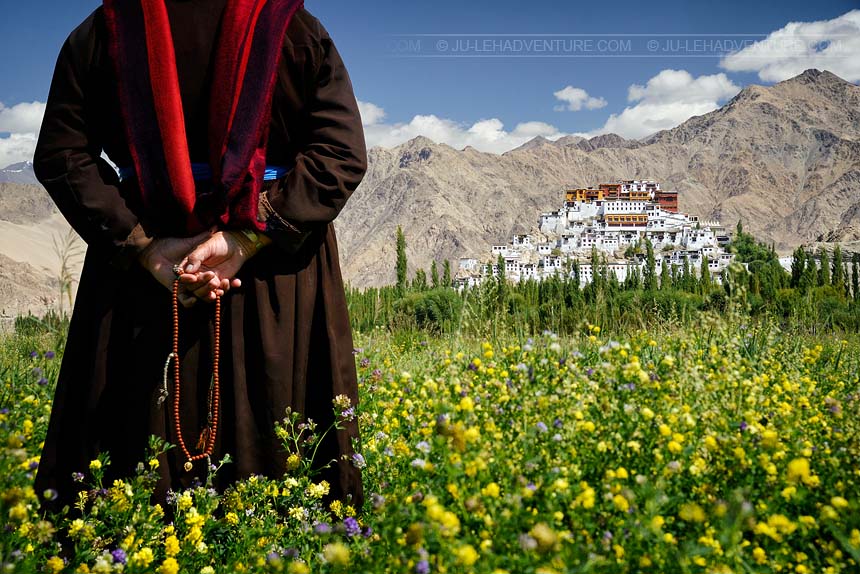 monastère de Thiksey et champ de fleurs, Ladakh