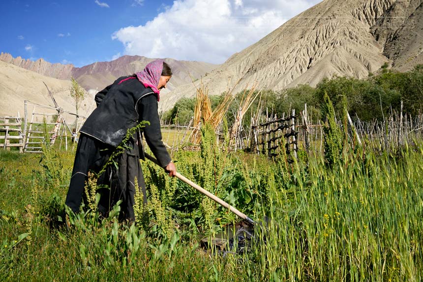 Woman working in the fields, in Hemis National Park, Ladakh