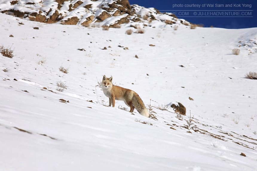 Ju-Leh Adventure - wildlife of Ladakh