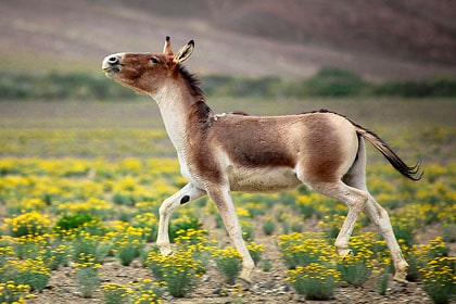 Wildlife of Ladakh: 20 mammals & birds - Ju-Leh Adventure