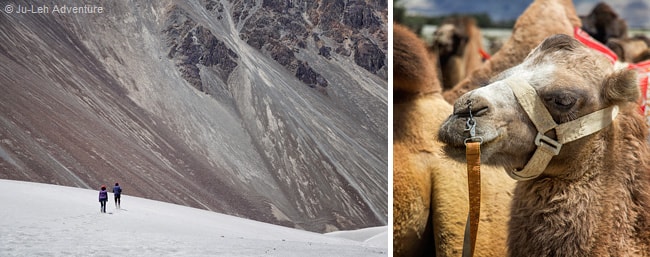 dunes de sable d’Hunder et chameaux de Bactriane, valée de la Nubra, Ladakh