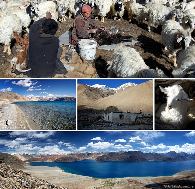 Spangmik village in Ladakh, Pashmina Goats
