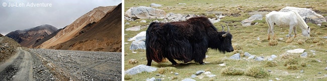 Tangtse village in Ladakh, Yak along the road