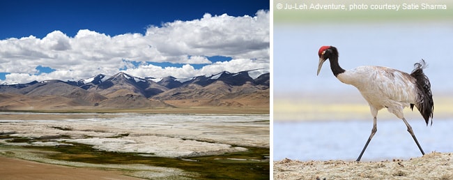Tso Kar lake in Ladakh