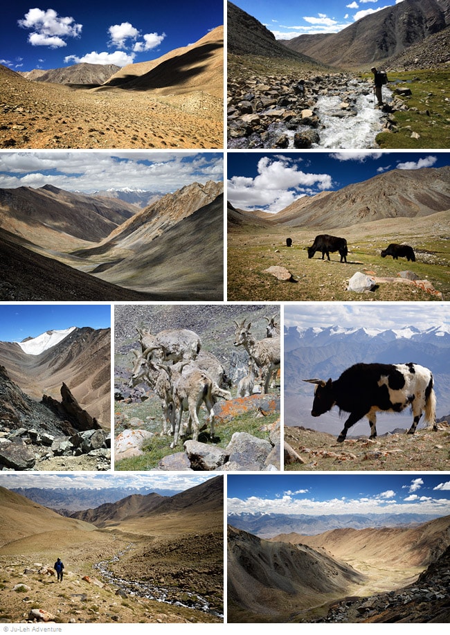 Nubra valley trek from Phyang to Hunder - Ju-Leh Adventure