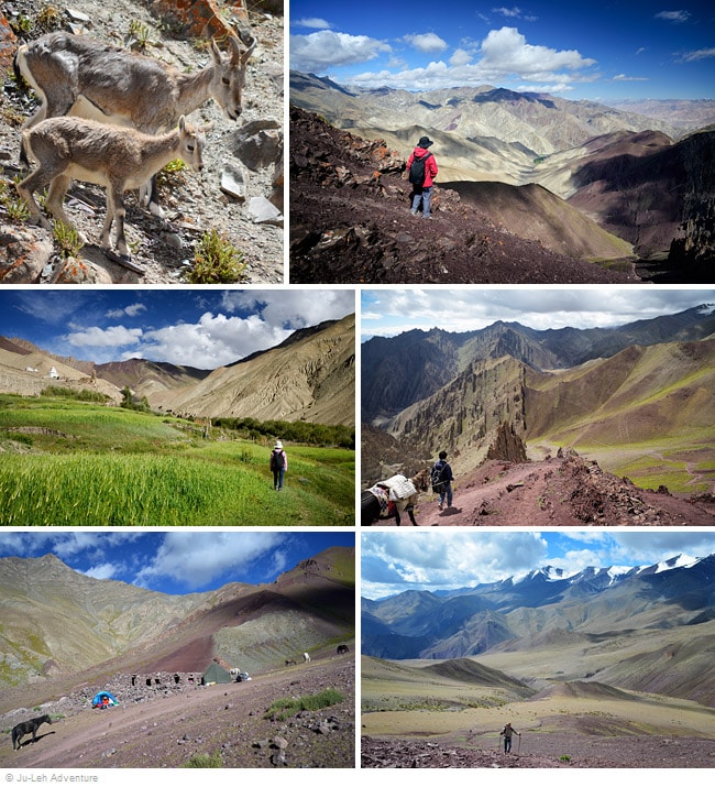 Nubra valley trek from Phyang to Hunder - Ju-Leh Adventure